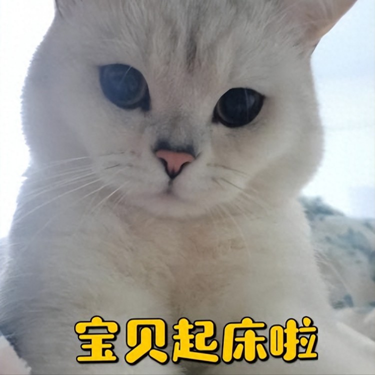 猫咪大早上叫醒你只因这几个原因不要太真实！