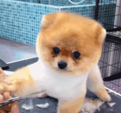 告诉你一个秘密：养狗最好养博美犬