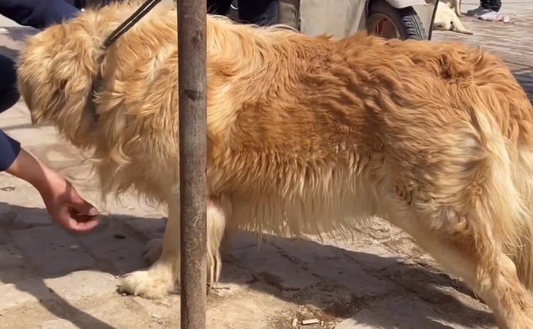 河南：狗肉车上救下的金毛犬当狗贩子知道要救它时还自行降价