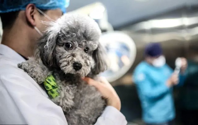 专治猫狗伤病体虚不想进食的神器？巨小萌代言狗试吃唯优营养液