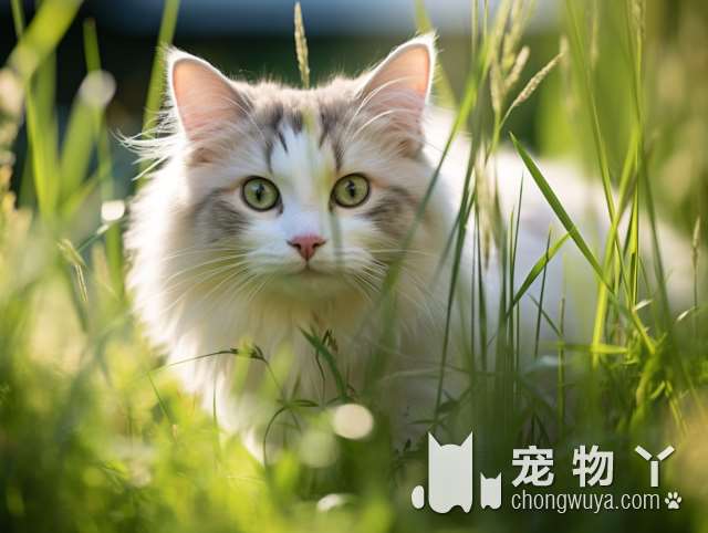 疫苗和绝育，到底对猫咪有什么重要性？