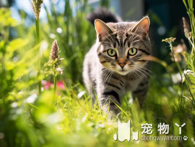 为何狸花猫被认为丑陋？